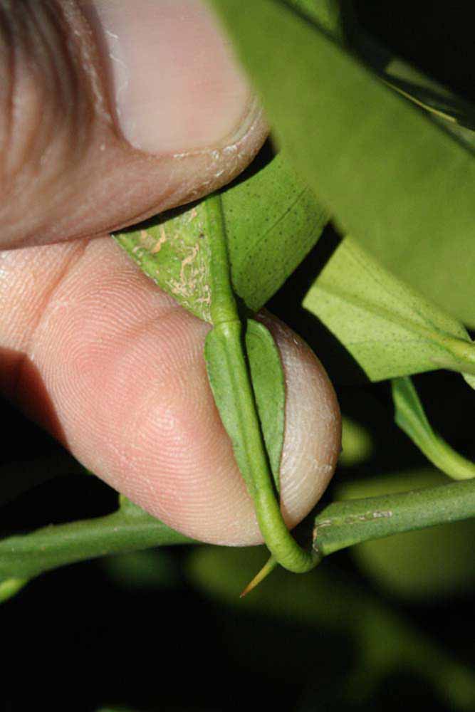              Petiole (Riverside, CA)       